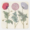Search for papaver stickers Flowers