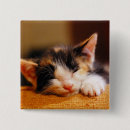 Search for little kitty badges Pet