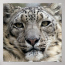 Search for white snow leopard posters Animal