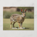 Search for hare cards invites Animal