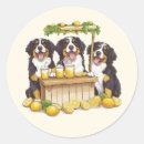 Search for cartoon lemon stickers Summer