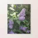 Search for syringa Plant