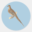 Search for turtle doves stickers Mourning dove