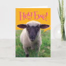 Search for ewes cards Lamb
