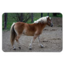 Search for chestnut magnets Farm