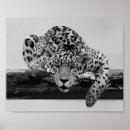 Search for black white leopard print posters Africa