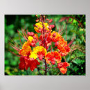 Search for mexican desert posters Arizona