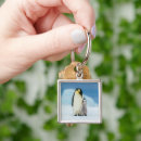 Search for chick key rings Animals in the wild