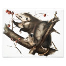 Search for antique mouse posters Wildlife
