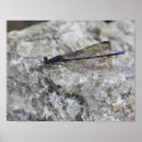Search for damselfly art posters Nature