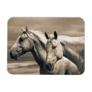 Search for quarter horses magnets Farm