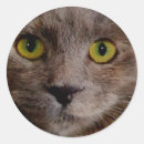 Search for whiskers stickers Fluffy