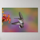 Search for ruby throated posters Adam jones
