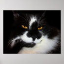 Search for black puma art Animal