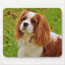 Search for cavalier king charles spaniels mousepads Puppies