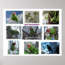 Search for parrot posters Bird