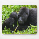 Search for mountain gorilla mousepads Rainforest