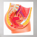 Search for female anatomy posters Fallopian tubes