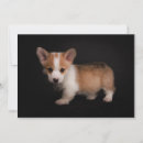 Search for tiny cards Puppy