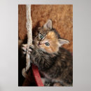 Search for hang in there cat posters Kitten