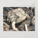 Search for toad postcards Nature
