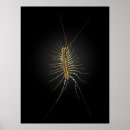 Search for centipede posters Insect