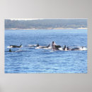 Search for marine mammals posters Fish