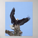 Search for bald art Alaska
