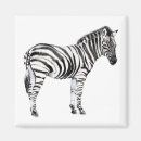 Search for zebra square magnets Jungle