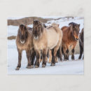 Search for horse ranch postcards Iceland