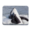 Search for breaching magnets Orca