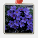 Search for refuges christmas tree decorations North america