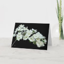 Search for white dogwood cards Floral