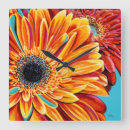 Search for botanical clocks Petals