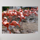 Search for wading bird Pink