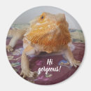 Search for bearded dragon magnets Funny