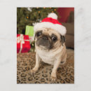 Search for angling cards Dog