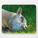 Search for rams mousepads Animals