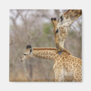 Search for side view magnets Nature