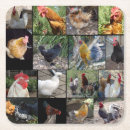 Search for chicken coasters Bird