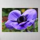 Search for anemone posters Flowers