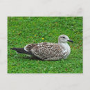 Search for juvenile postcards Birds