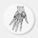 Search for anatomy magnets Hand