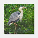 Search for herons magnets Wildlife