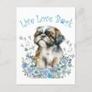 Search for shih tzu lover postcards Puppy