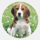 Search for beagle puppy stickers Dog