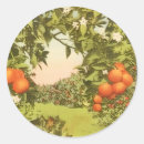 Search for vintage florida oranges stickers Citrus