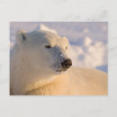 Search for hudson bay postcards Ursus maritimus