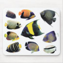 Search for angelfish electronics Tropical