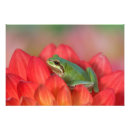Search for hyla posters Pacific tree frog